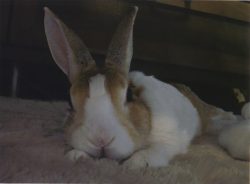 コンテスト