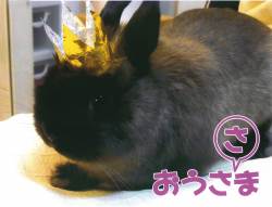 コンテスト