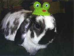 コンテスト
