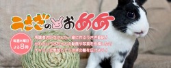 うさぎのおめめ