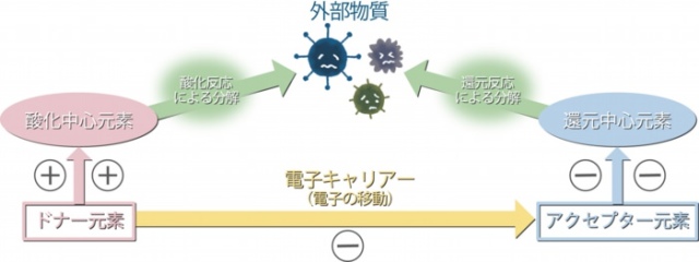 アーティフィシャルグリーンラビット